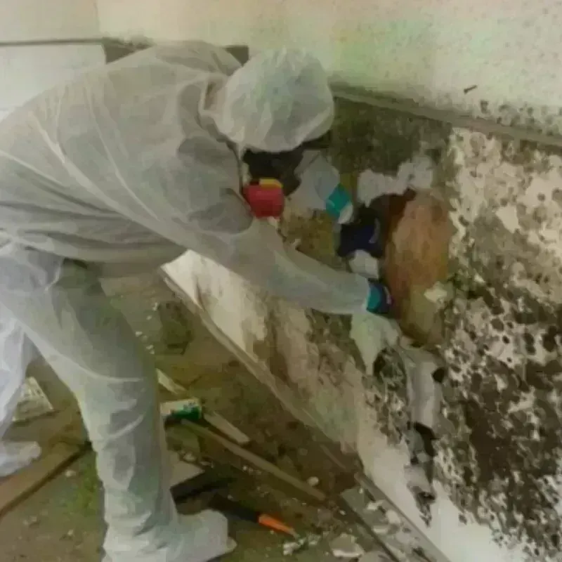 Mold Remediation and Removal in Waldron, AR